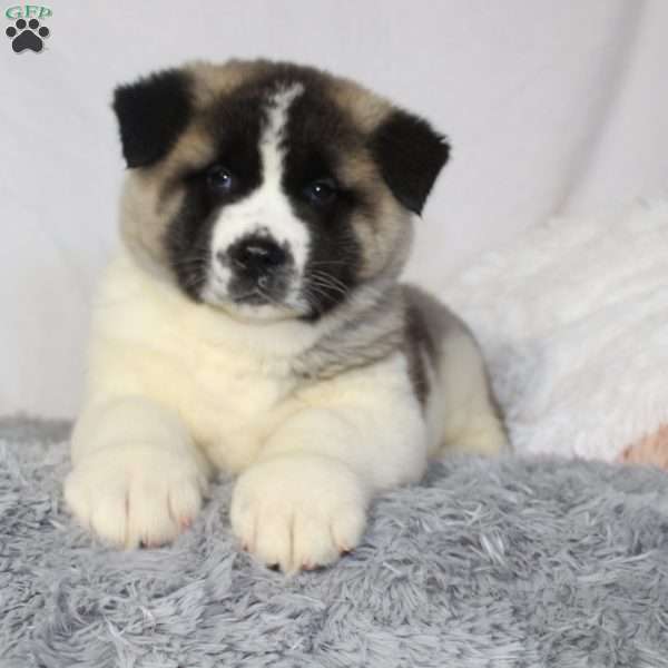 marley, Akita Puppy